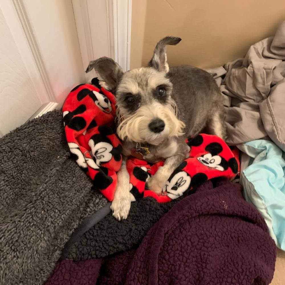 Meet your Posher, SchnauzerWild